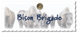 Bison